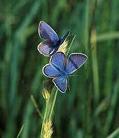 papillon bleu tarot numerologie
