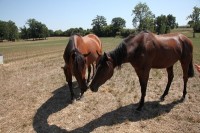 Photos de chevaux prise pendant un mariage