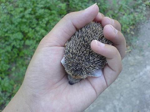 Adorable et craquant petit bébé hérisson1