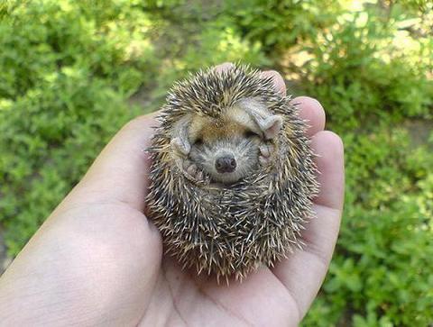 Adorable et craquant petit bébé hérisson2