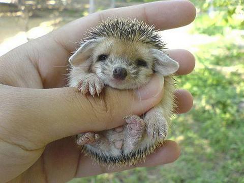 Adorable et craquant petit bébé hérisson3