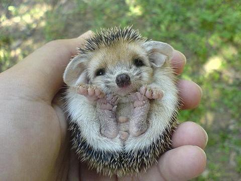 Adorable et craquant petit bébé hérisson4