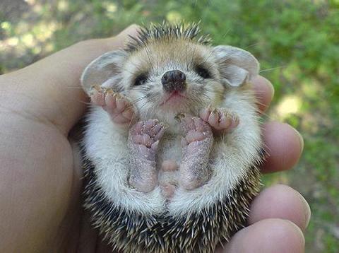 Adorable et craquant petit bébé hérisson5